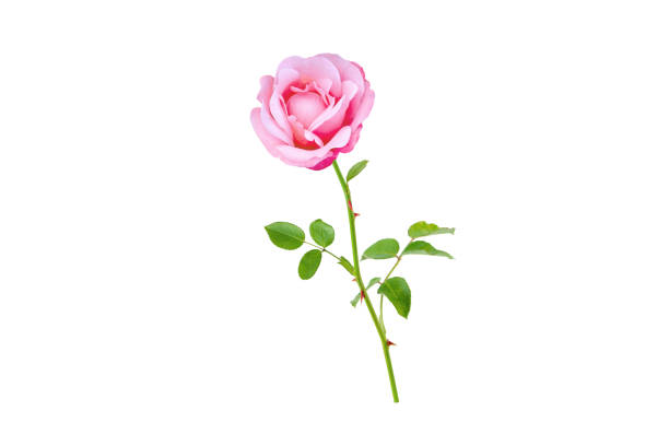 bocciolo rosa del fiore di rosa e ramo delle foglie - spring bud horizontal color image foto e immagini stock