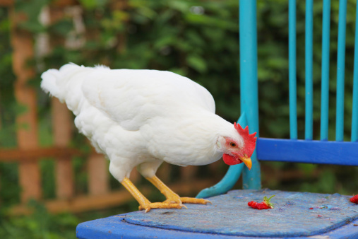 A gorgeous leghorn chicken perches on a blue chair, eating strawberries from the garden. 