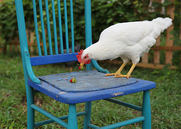 backyard chicken perched on right side of chair stock photo