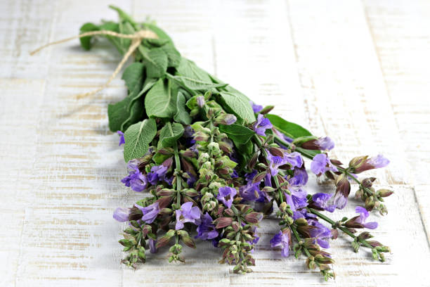 istock bunch of sage 1627056251