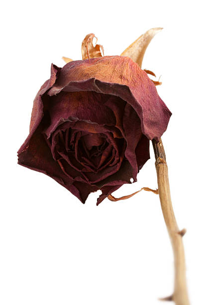 Dry red rose. stock photo