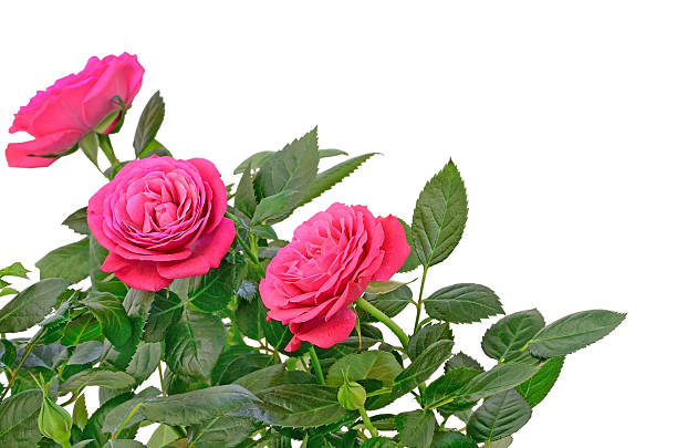 istock Pink rose flowers 162706555