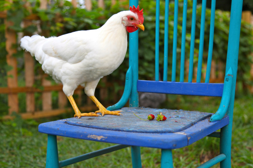 A free-range chicken perches on a blue chair in a backyard chicken yard. 