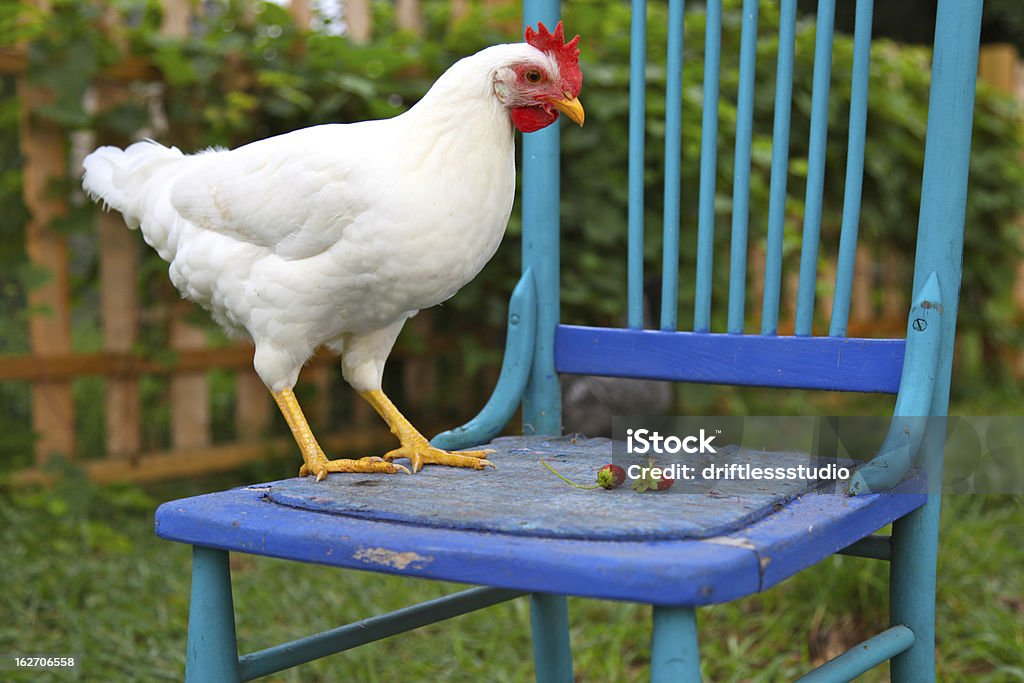 leghorn saudável frango com cadeira azul - Foto de stock de White Leghorn royalty-free