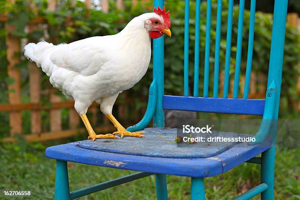 Foto de Leghorn Saudável Frango Com Cadeira Azul e mais fotos de stock de White Leghorn - White Leghorn, Agricultura, Animal de Fazenda