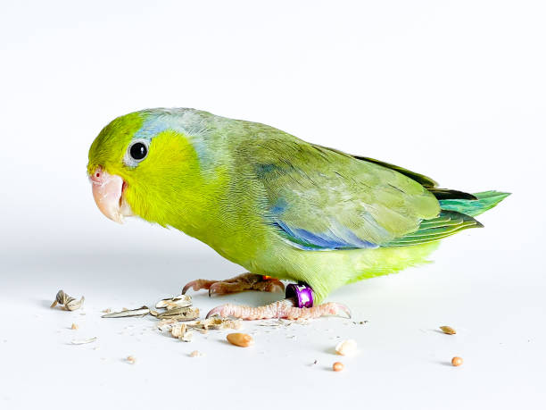 istock Forpus parrot bird on the white background 1627083616