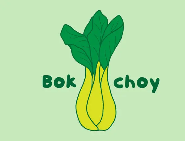 Vector illustration of Illustration of a bok choy or pak choi