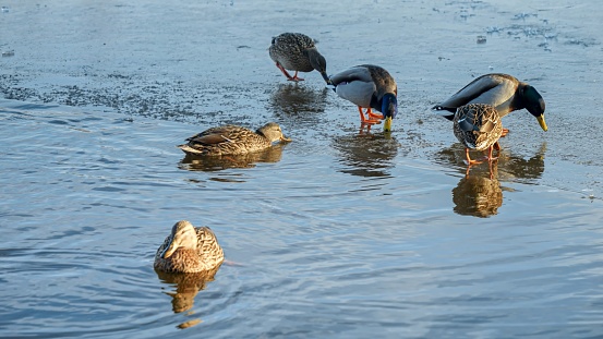 Ducks exploring a frozen city lake in search of food, with a few of them swimming in the open water.