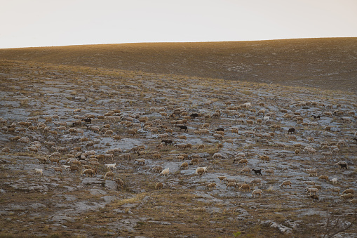 Herds of lambs going to grazing at sunrise.