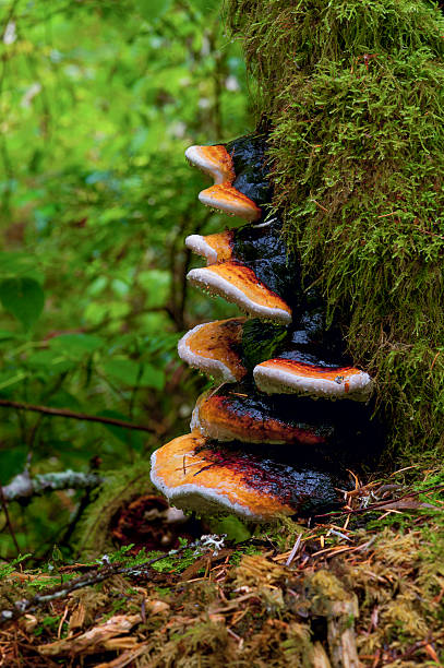 istock Fomitopsis pinicola red belted conk fungus 162712052