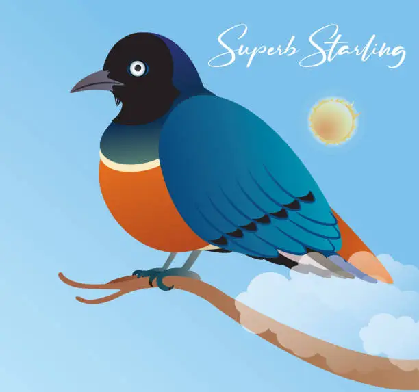 Vector illustration of Superb starling, Lamprotornis superbus