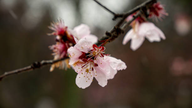 Close-up of snowflakes falling on cherry tree blossoms during the spring season. The footage captures the beauty of nature, climate changes, and weather anomalies.
