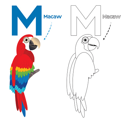 Vector Macaw Coloring page and alphabet
