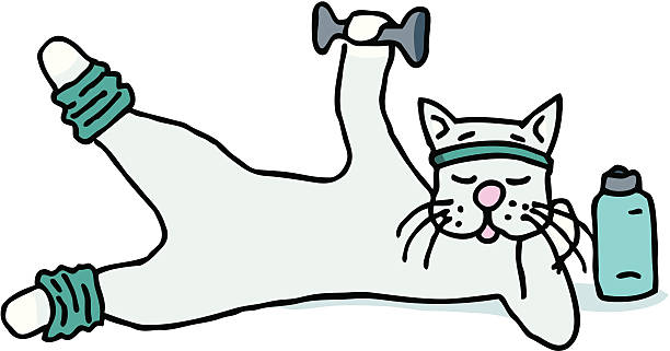 workout cat - beinwärmer stock-grafiken, -clipart, -cartoons und -symbole