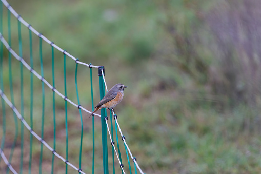 View of a Common Redstart over a fence.
