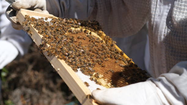 istock Honey frame with lot of Bees and honey. 1627130112