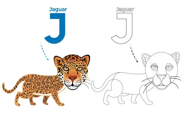 Vector illustration of Jaguar Coloring page and alphabet