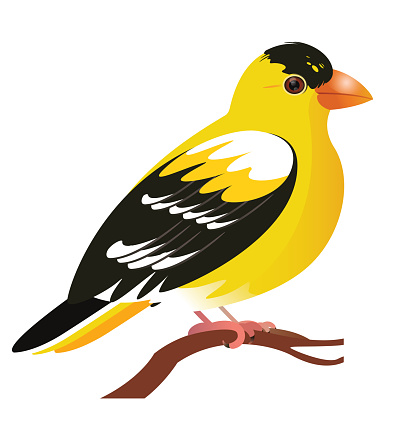 Vector American Goldfinch