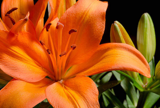 istock Focus on Tiger Lily Pollen 162713744