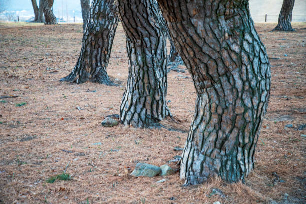 Set of Pine Tree Photography With Variant Angle of View : Tree Bark, wide angle view of Pine Tree, and photograph with copy space for design element - Stock images