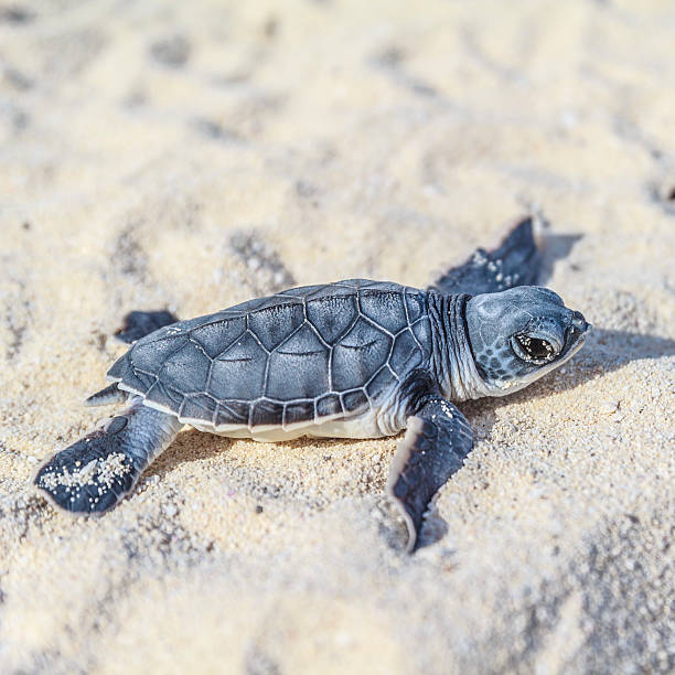 istock Side-view of a newborn turtle crawling on the sand 162714092