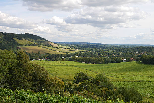 North Downs countryside. Dorking. Surrey. England Range of hills the North Downs at Dorking. Surrey. England. With vineyard in foreground surrey england stock pictures, royalty-free photos & images