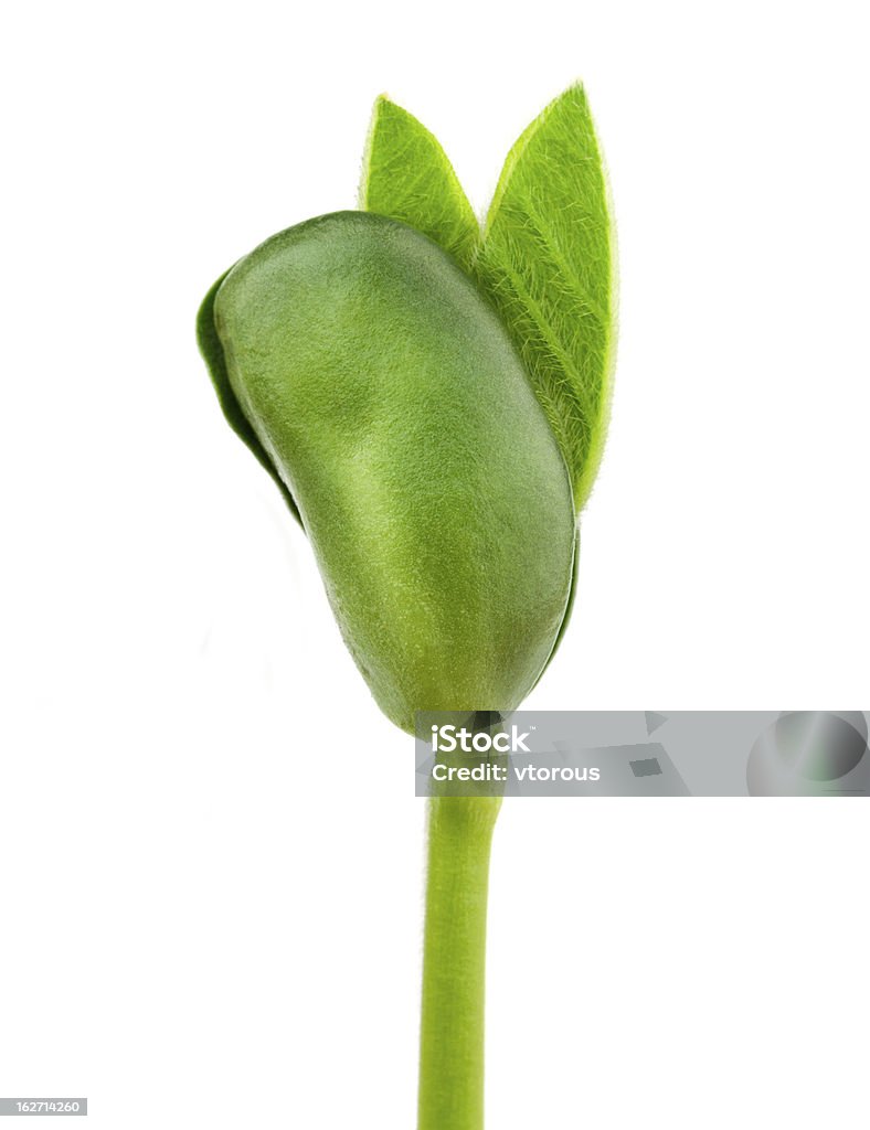 Soy plant Small plant of soy on a white background Leaf Stock Photo