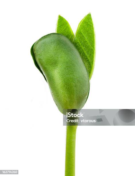 Soy Plant Stock Photo - Download Image Now - Leaf, Soybean, Agriculture