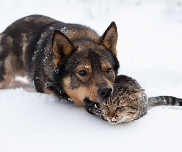 istock Dog and cat playing in the snow 162714325