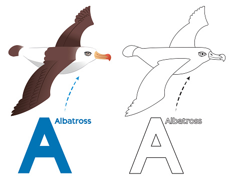 Vector Albatross Coloring page and alphabet