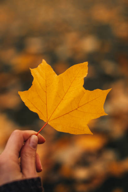 istock Female hand holding a fallen bright yellow maple leave. 1627151577