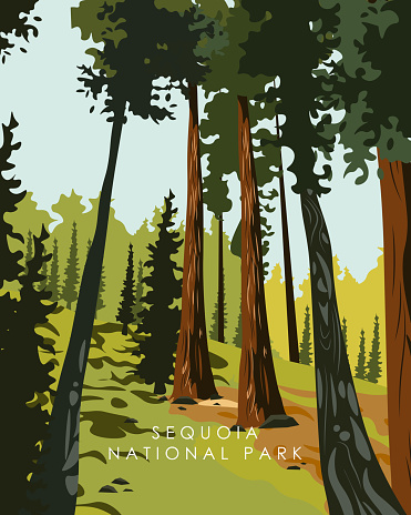 Vector illustration. Sequoia National Park, USA. Forest, sequoia. Design for posters, postcards, banners. Travel poster. Camping poster.