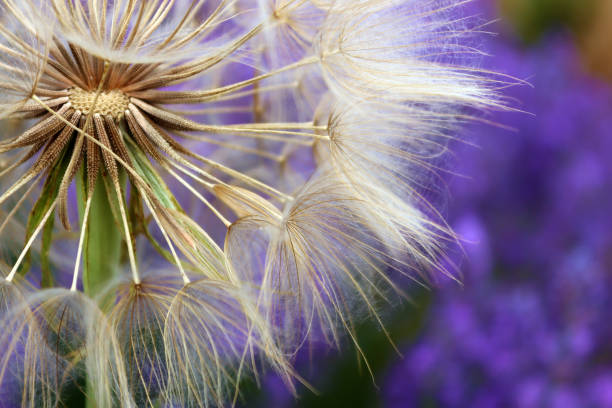 pissenlit fleurs blanches sur fleurs de lavande - textured nobody close up seed photos et images de collection