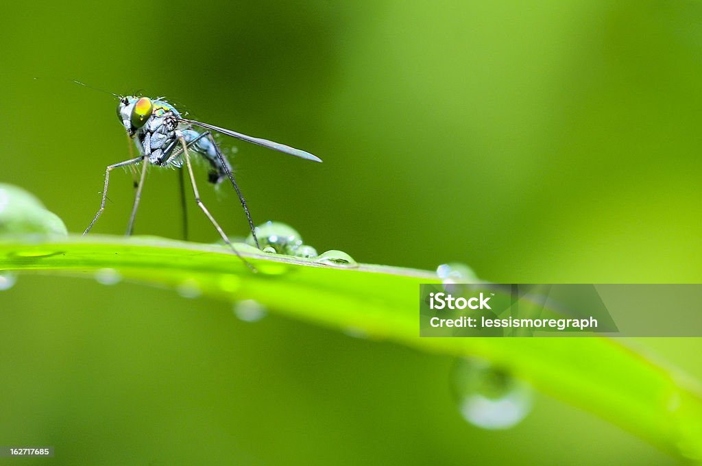 Flies stand On Leaf flies suck the morning dew with a green background Animal Stock Photo