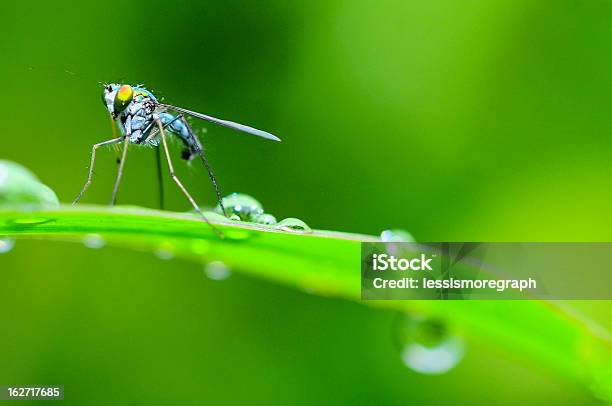 Flies Stand On Leaf Stock Photo - Download Image Now - Animal, Animal Body Part, Animal Hair