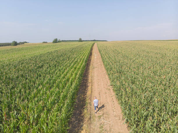Corn agricultural field in summer