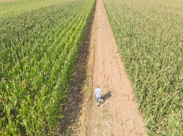 istock Corn agricultural field in summer 1627177825