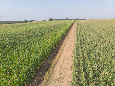 Abundant field of growing corn in summer