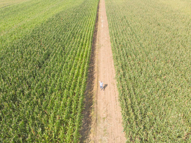 istock Corn agricultural field in summer 1627177834