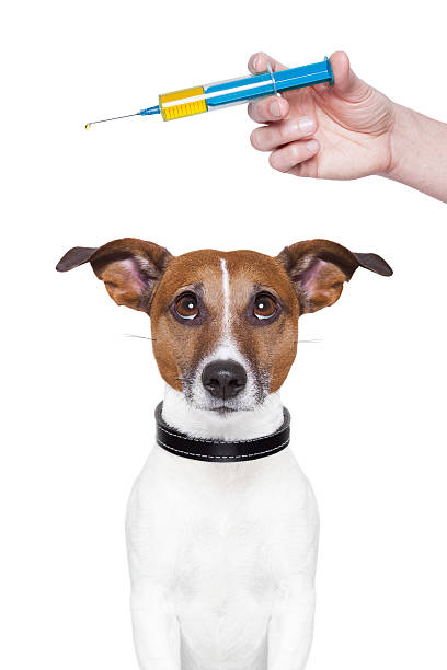 istock Hand holding vaccination syringe above dog's head 162717826