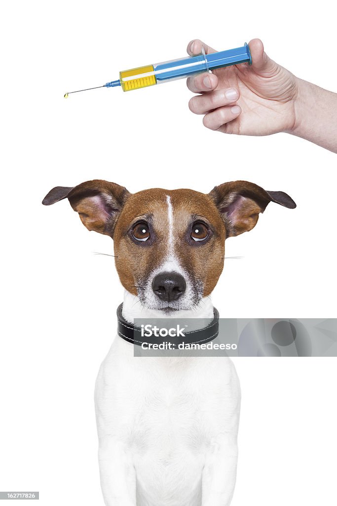 Ręka trzymająca Szczepienie strzykawkę powyżej dog's head - Zbiór zdjęć royalty-free (Szczepienie)
