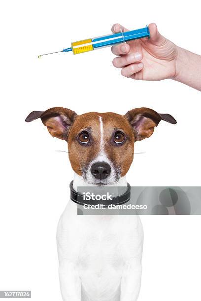 Ręka Trzymająca Szczepienie Strzykawkę Powyżej Dogs Head - zdjęcia stockowe i więcej obrazów Szczepienie