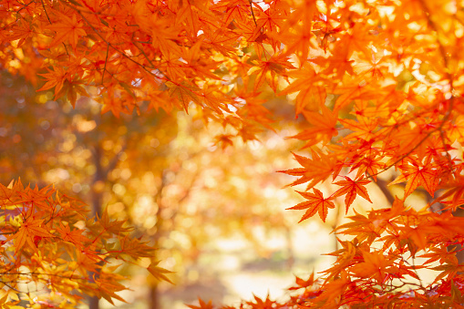 Autumn in Japanese ornamental garden