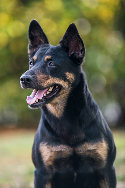 istock Black and tan mixed breed dog sitting in the grass 162718419