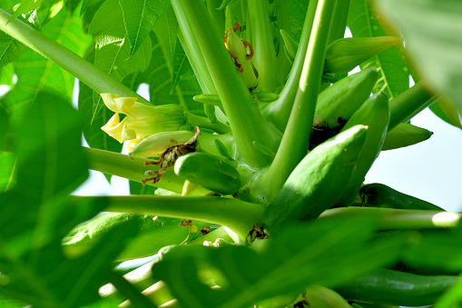 Flowers of papaya plant.