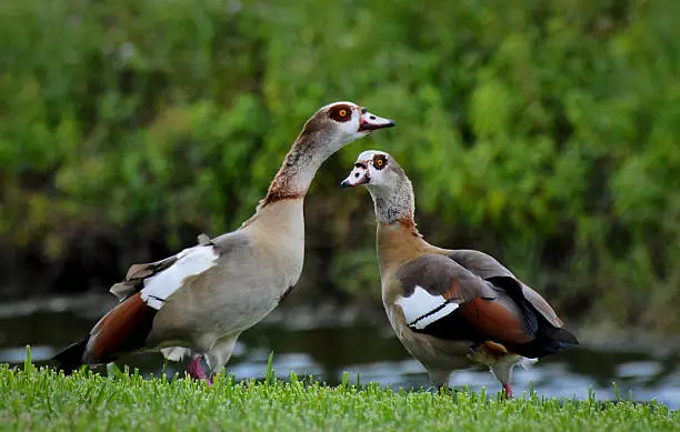 Mated pair of multi-colored Egyptian geese standing on grass with water and trees in the background