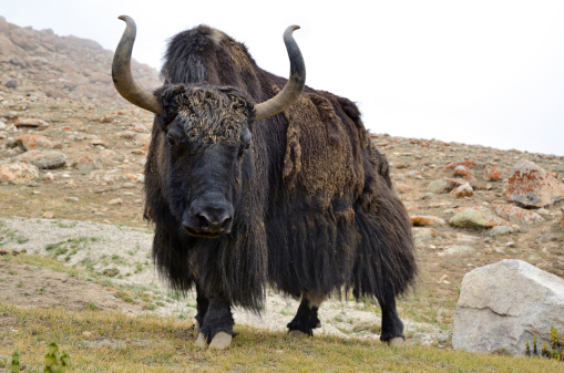 Yak cow portraits, with long horns and fur