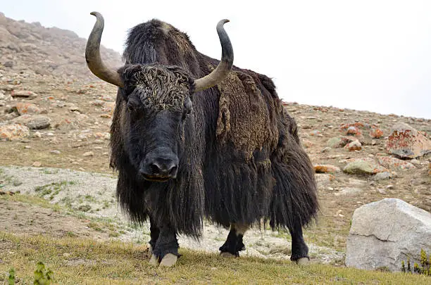 Photo of Brown tibetan yak