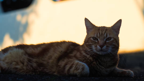 guizmo kot perski - leopard horizontal snout fur zdjęcia i obrazy z banku zdjęć