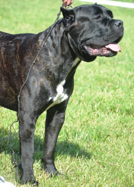 istock staffordshire terrier dog 1627191891